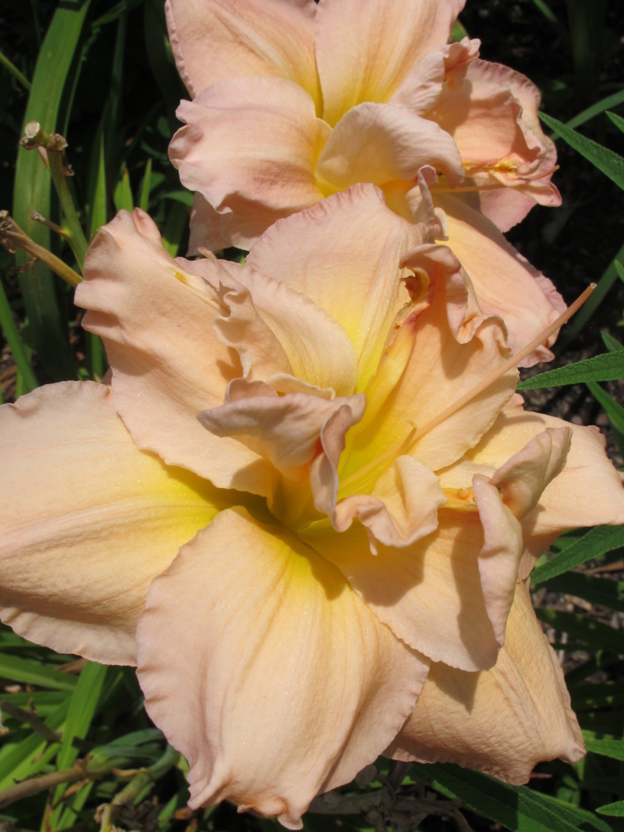 daylily at lake lure flowering bridge