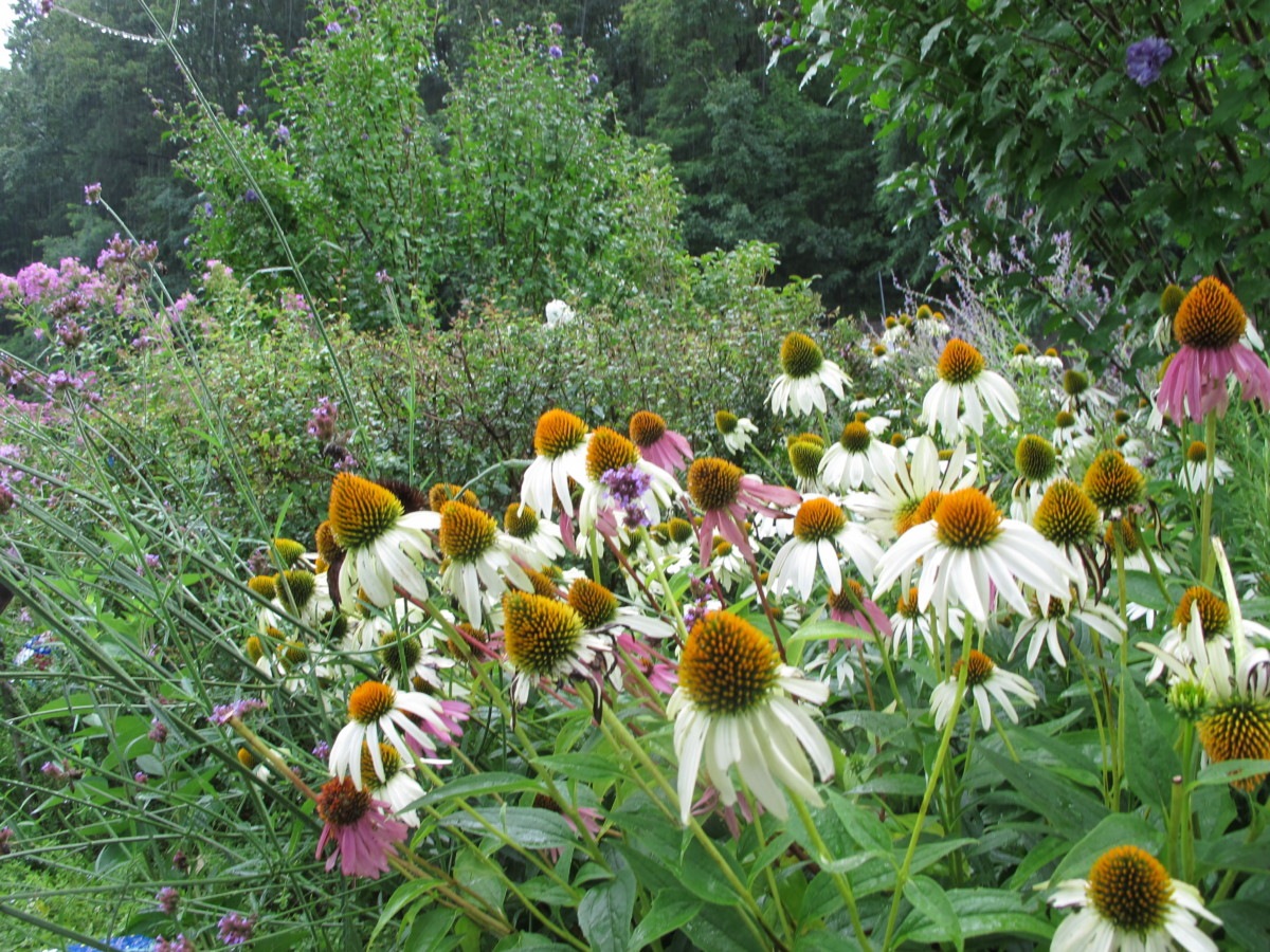 white coneflower