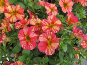 calibrachoa