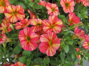 calibrachoa