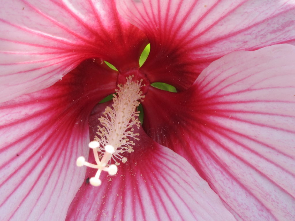 hibiscus