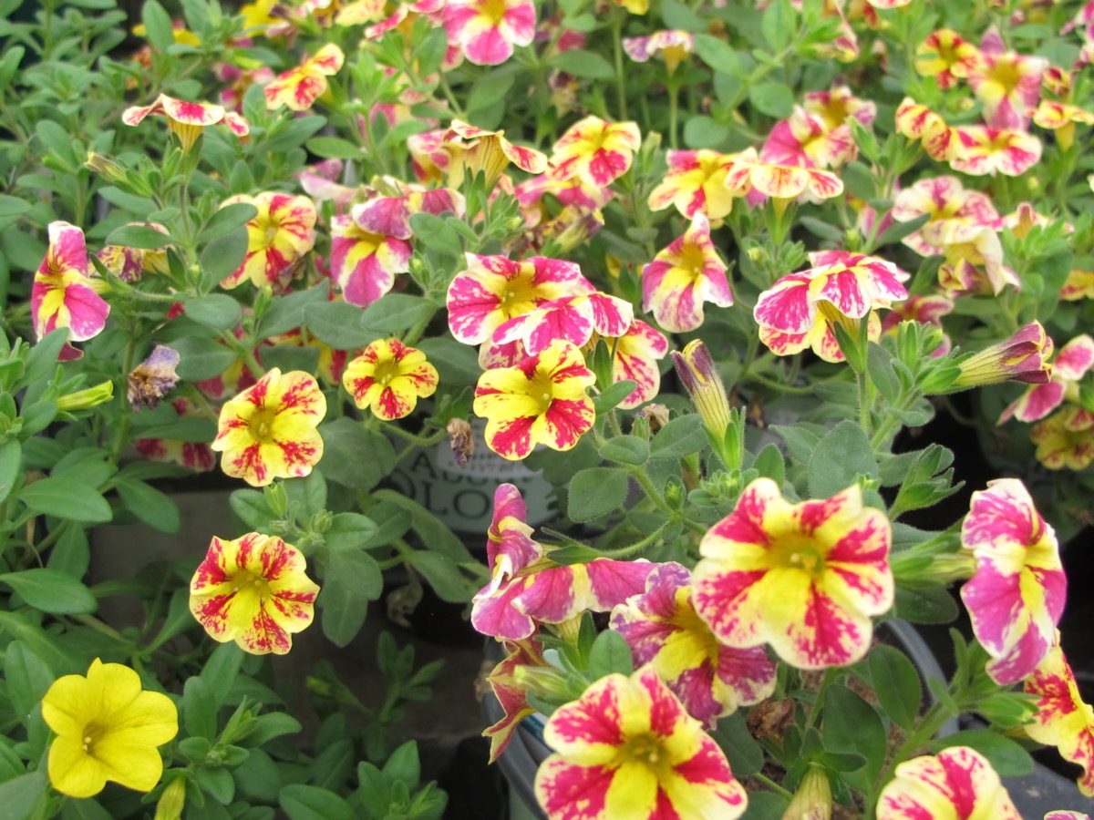 calibrachoa