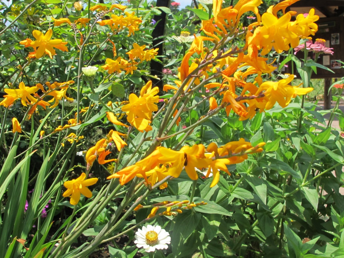 crocosmia