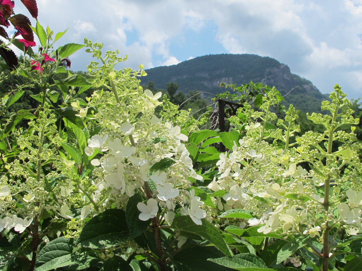 hills around flowering bridge