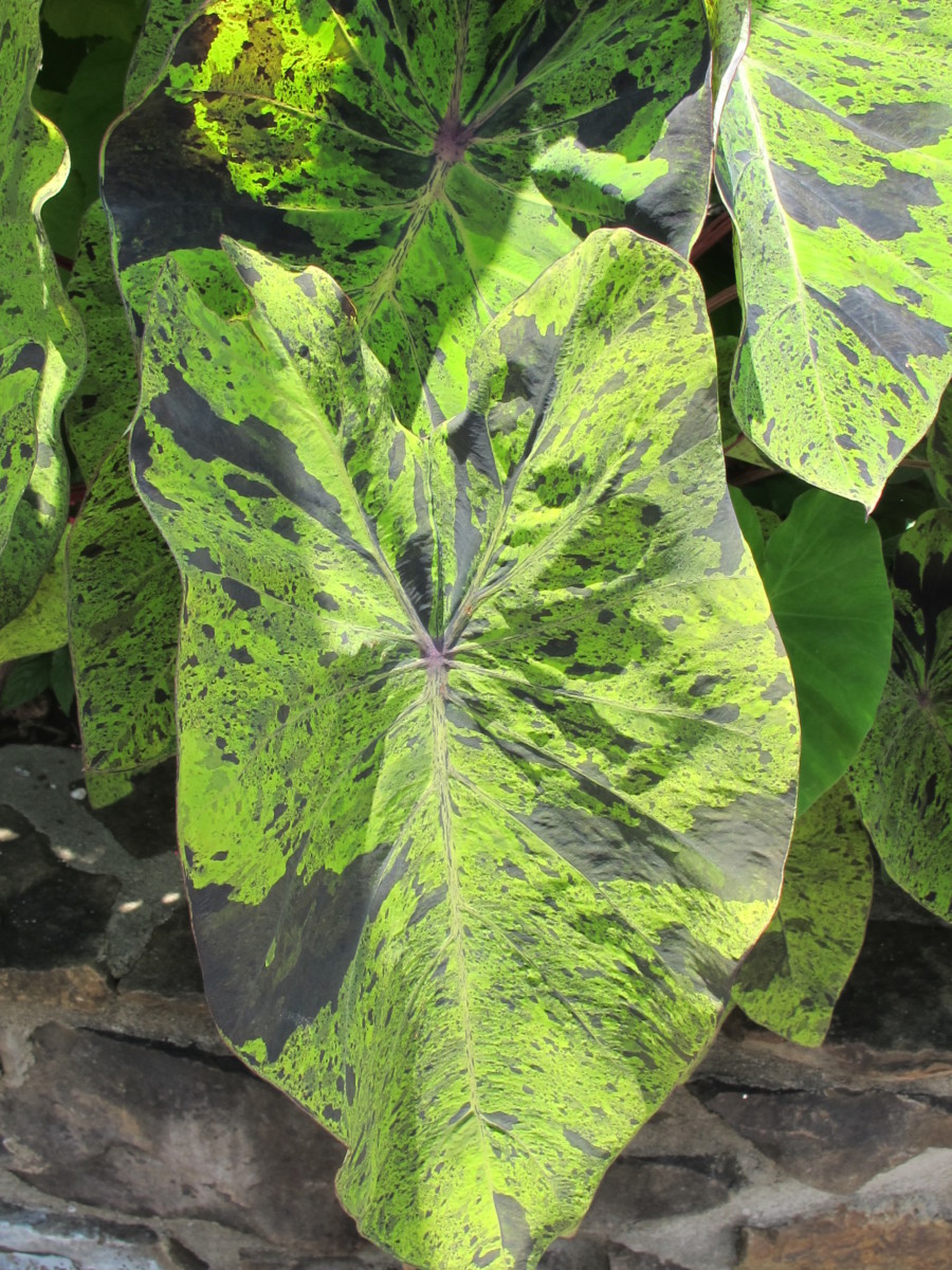 colocasia