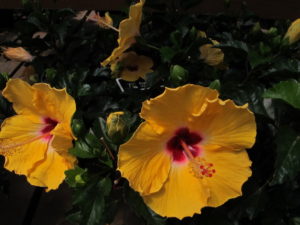 hibiscus