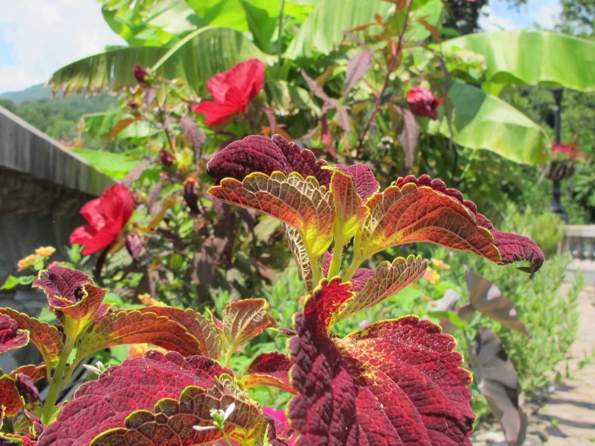 coleus