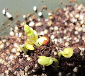 dinosaur kale seedlings