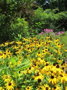 rudbeckia fulgida var. fulgida