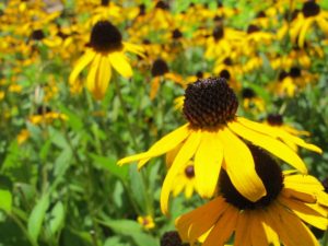 heat tolerant annuals, perennial, rudbeckia