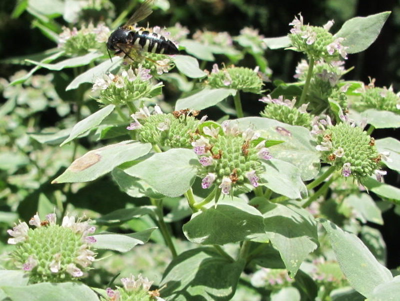 native mountain mint, Pycnanthemum pilosum