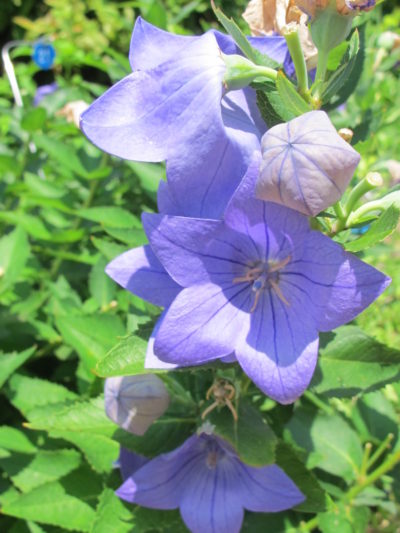 balloon flower platycodon