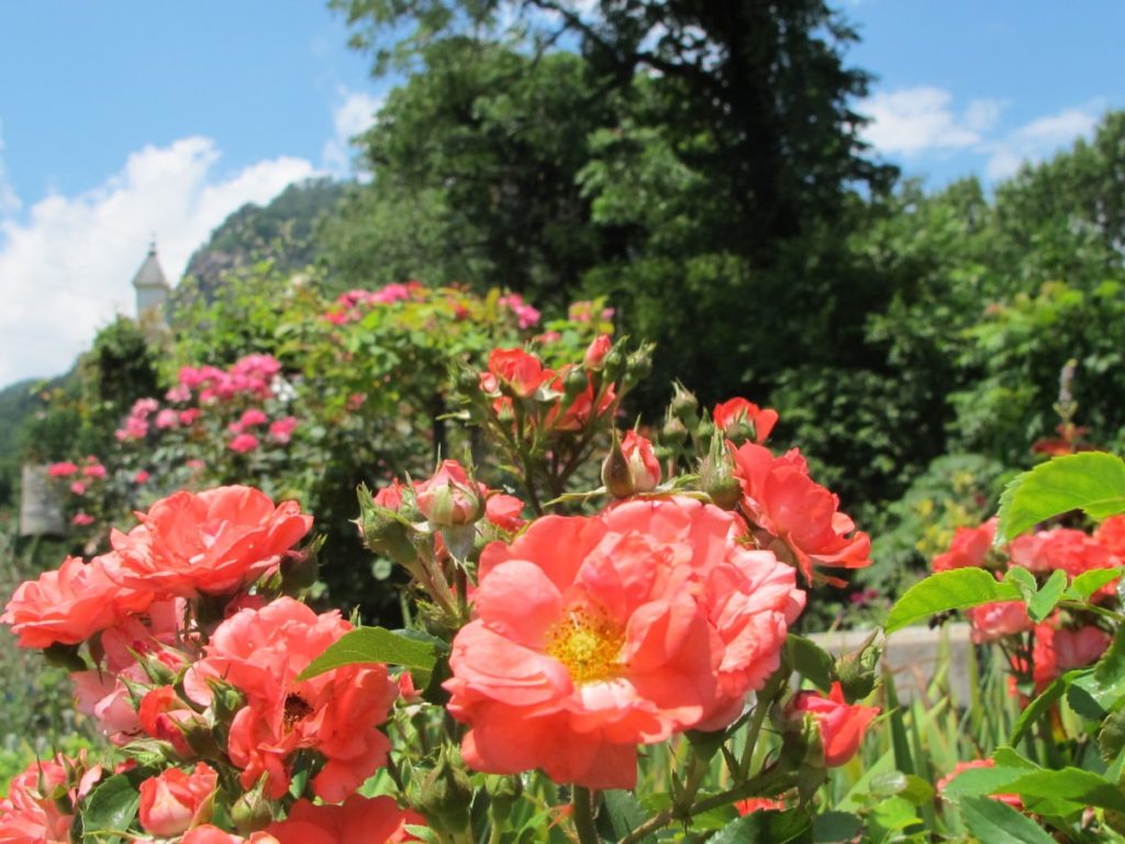 roses at lake lure flowering bridge