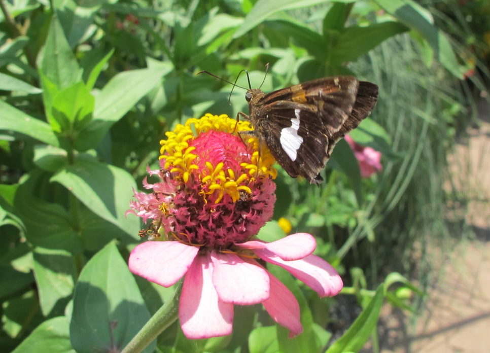 zinnia, silver spotted butterfly at lake lure flowering bridge