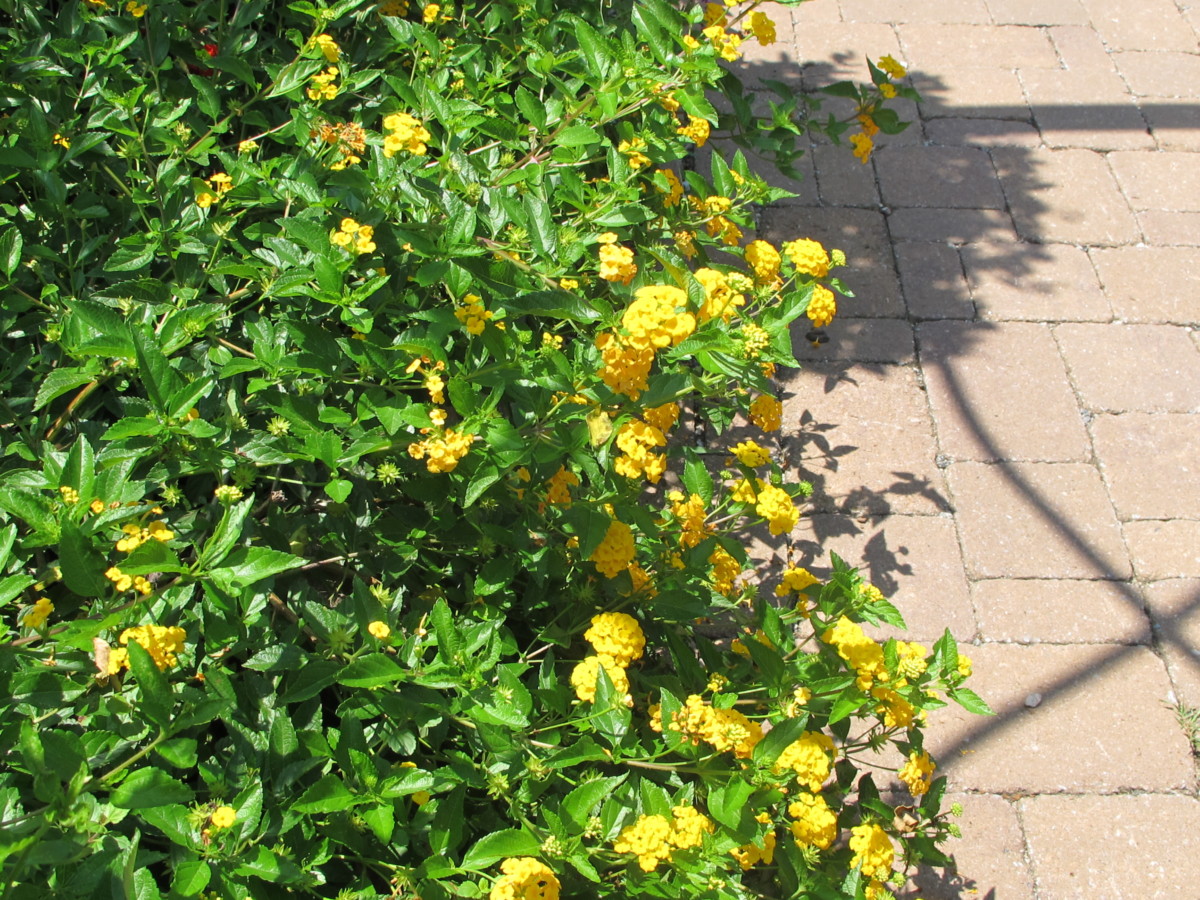 lantana