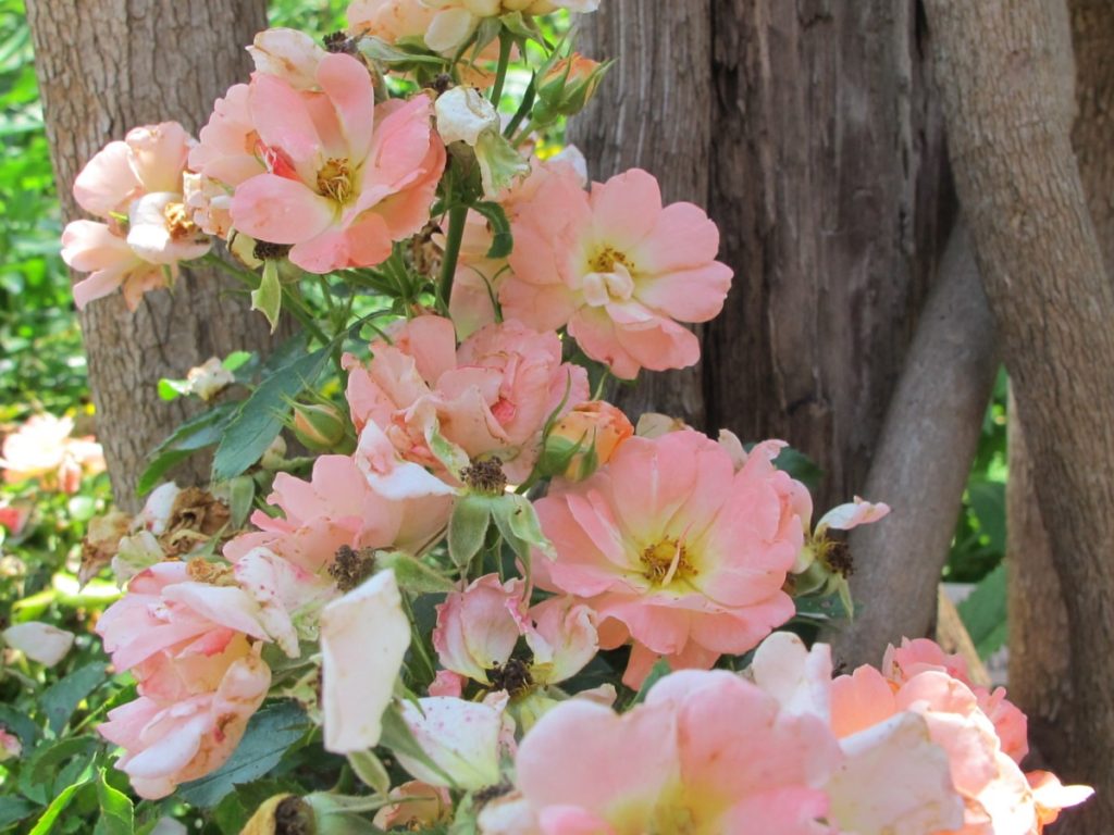 roses, lake lure flowering bridge