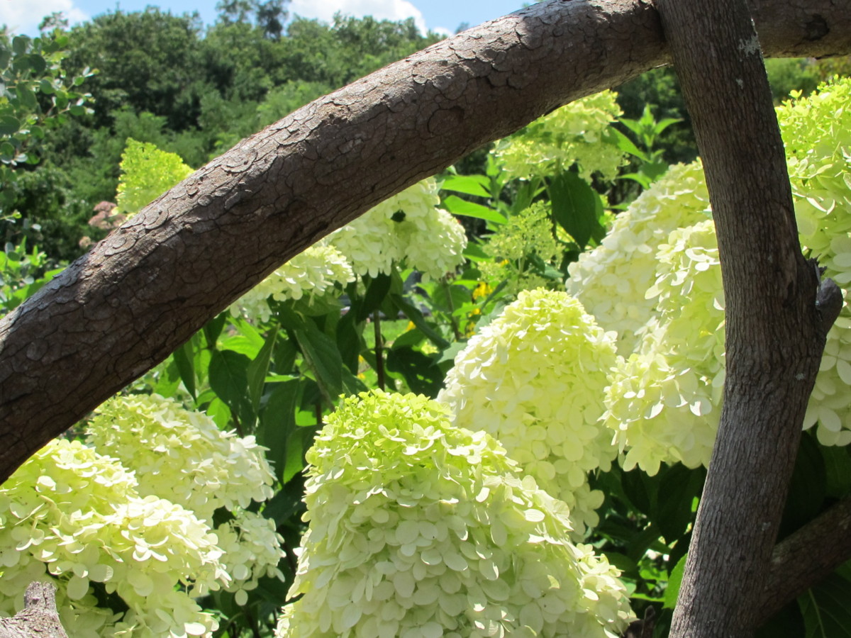 hydrangea