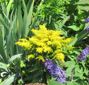 goldenrod, buddleia at lake lure flowering bridge