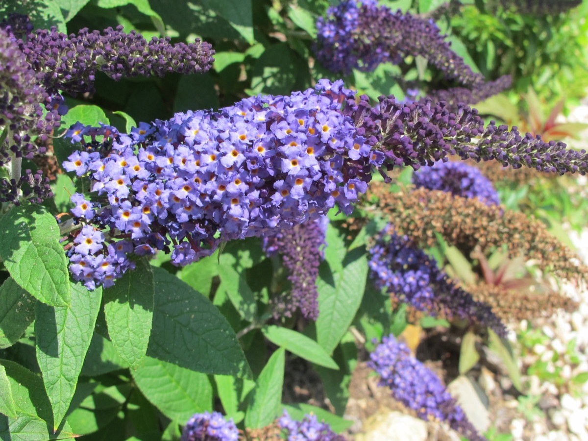 buddleia at lake lure flowering bridge