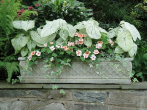 caladium impatiens pot, annuals