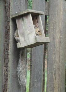 squirrel in bird feeder