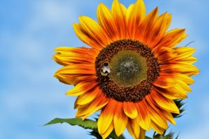 sunflower seeds for birds, bees and butterflies
