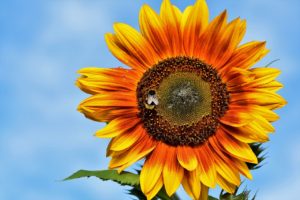 sunflower seeds for cardinals