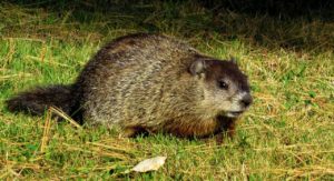 woodchuck, or groundhog