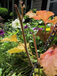 deer damage on heuchera