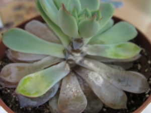 succulents will rot when too wet