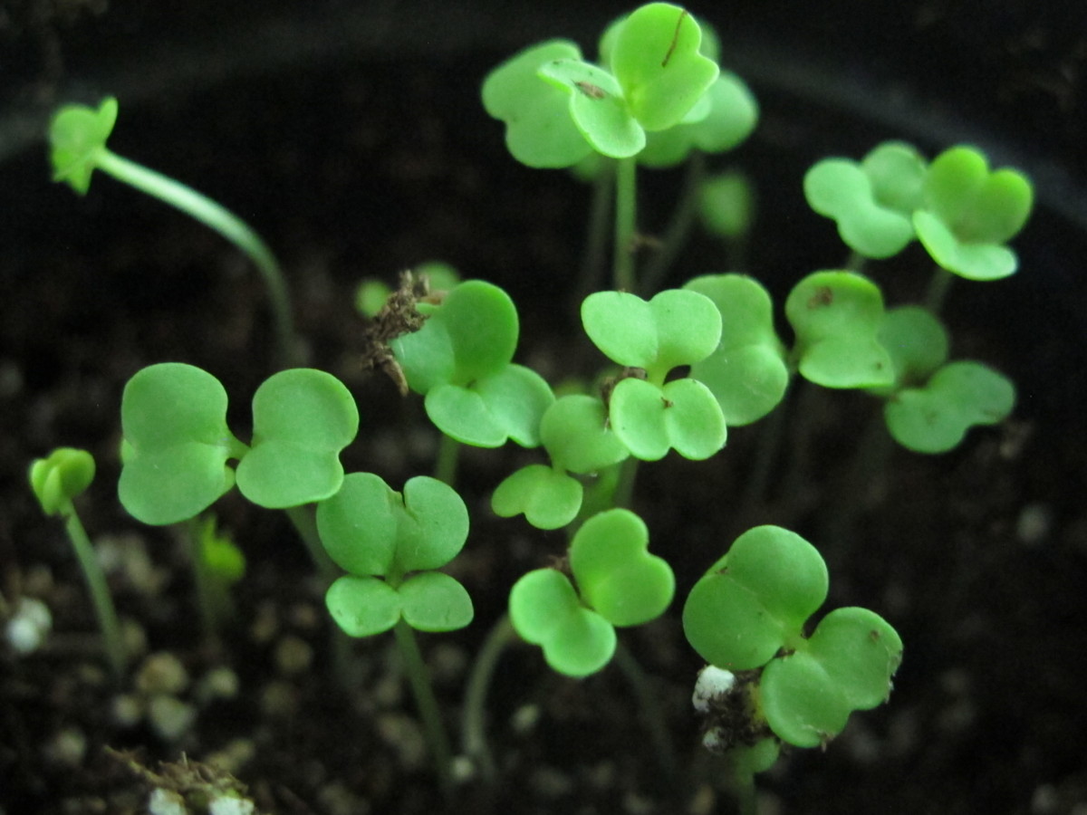 arugula