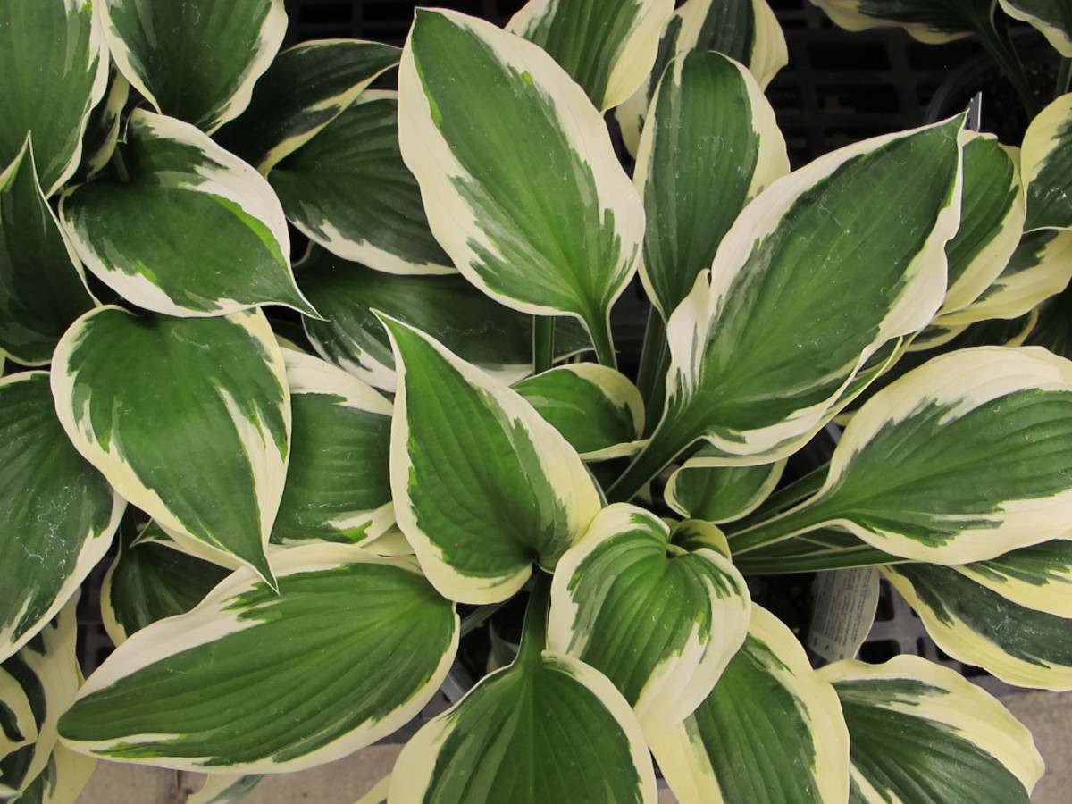 hosta patriot