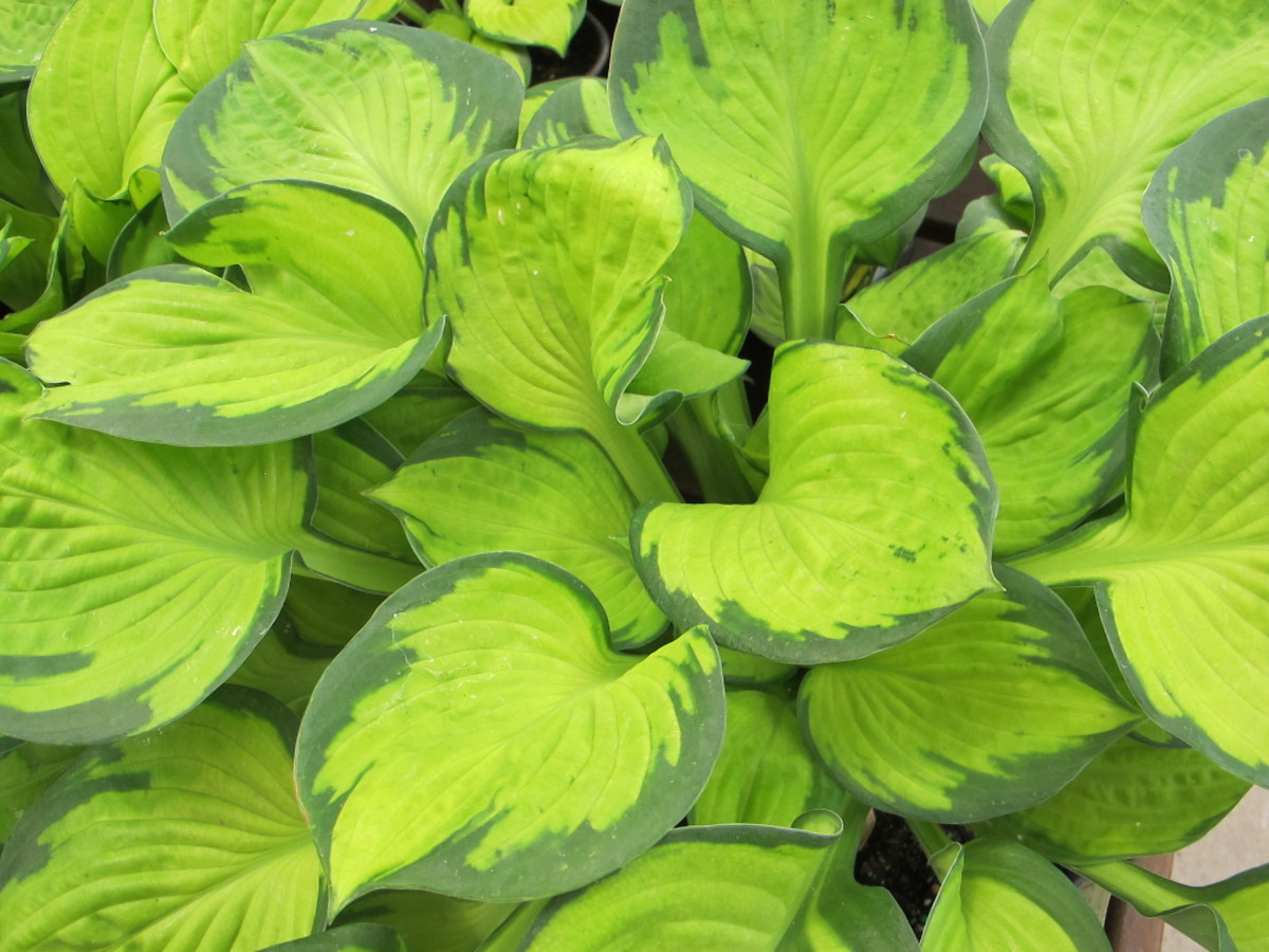 hosta earth angel