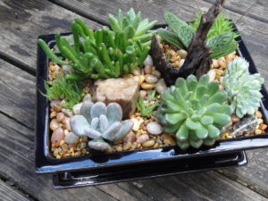 succulent dish garden