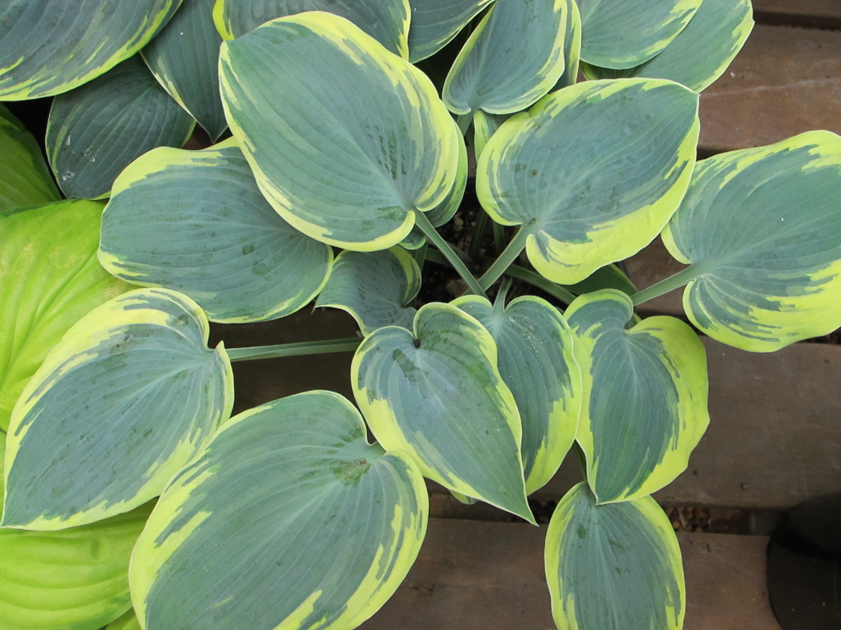 hosta