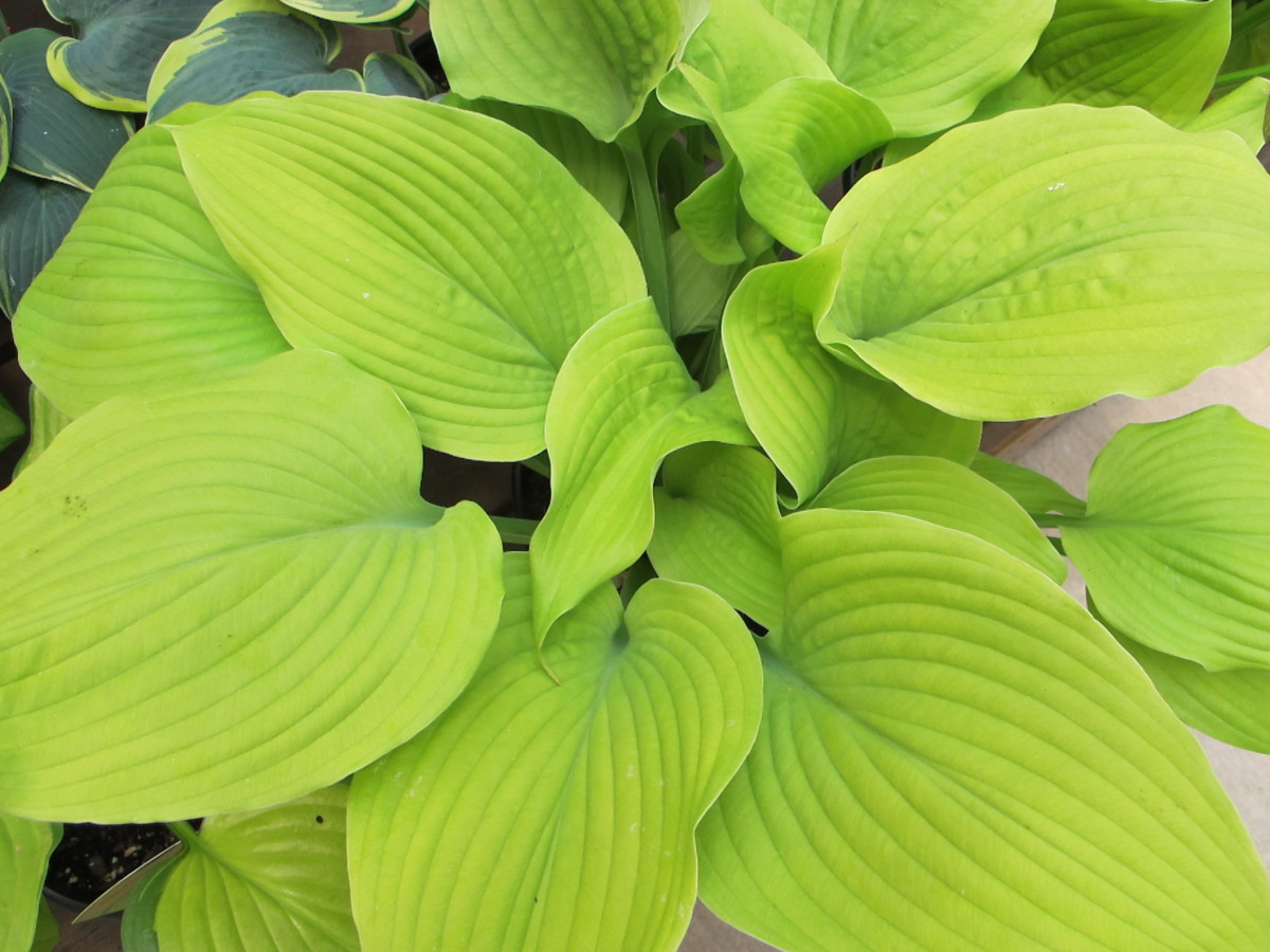 hosta