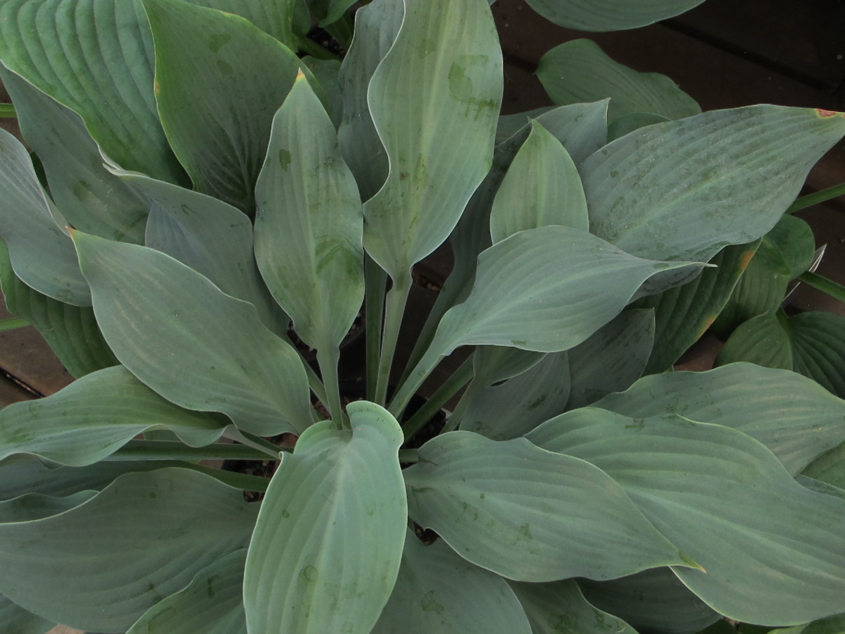 hosta krossa regal needs hardening off before planting