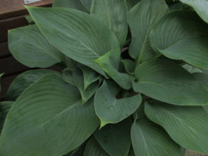 hosta