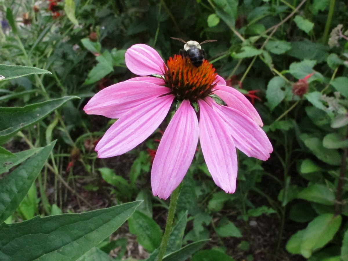 coneflower