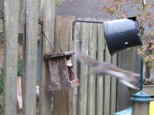 squirrel, bird feeder
