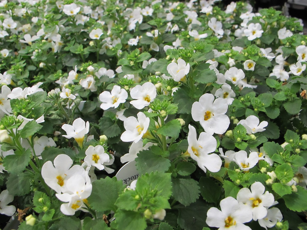 bacopa for strawberry jar