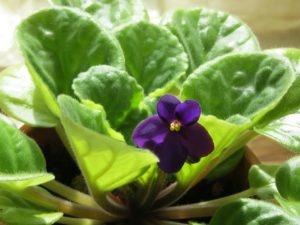 African violet