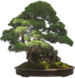 potted plant bonsai