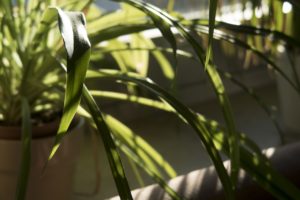 spider plant