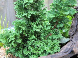 Thuja occidentalis 'Primo'