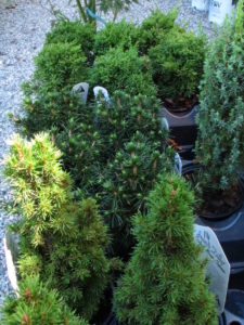 dwarf evergreens