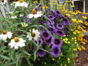 zinnia, calibrachoa basket