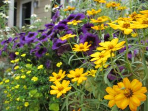 hanging basket, zinnia, calibrachoa, yellow, purple