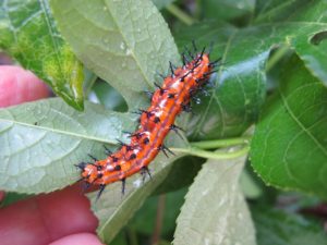 gulf fritillary butterfly cqterpillar