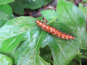 gulf fritillary butterfly larva, native vines attract bees and butterflies